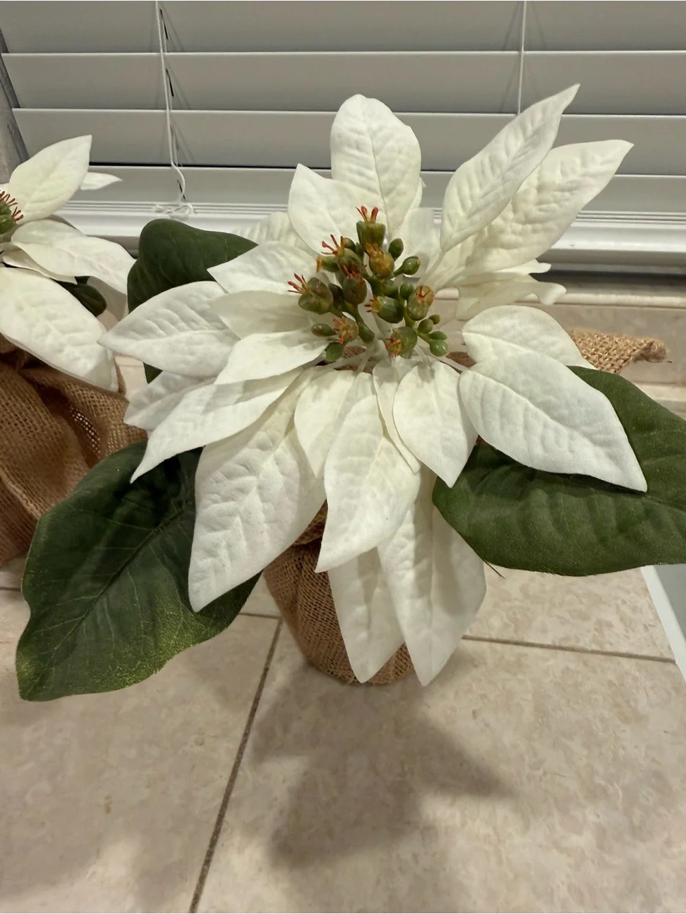 Pottery Barn White Poinsettia Burlap Pair